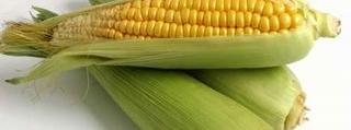 sweet corn banner