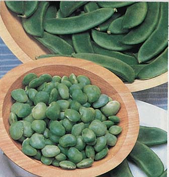 fresh lima bean