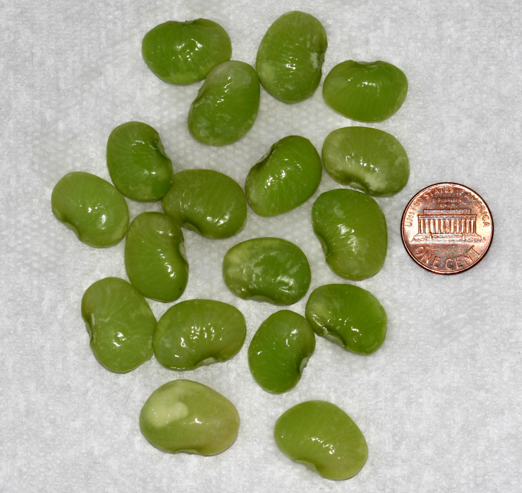 lima beans seed