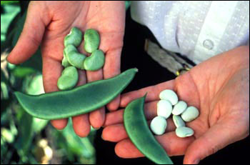 bean lima edible seed
