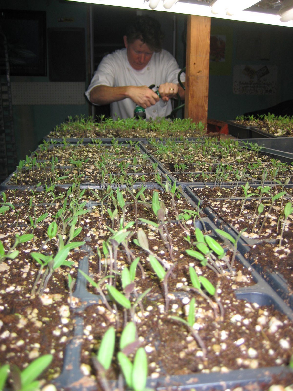 Plant and Grow Lima
